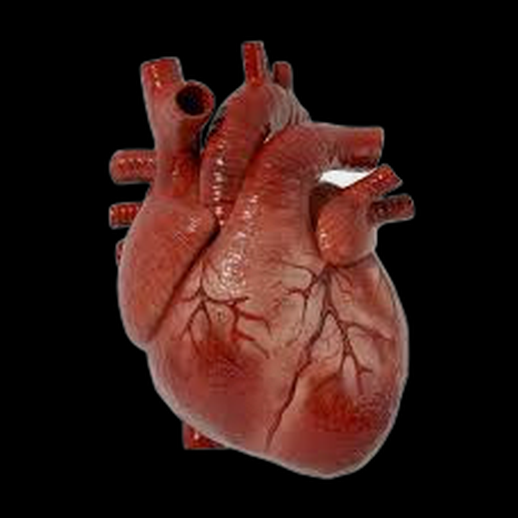Modele 3D gratuit coeur humain anatomique realiste