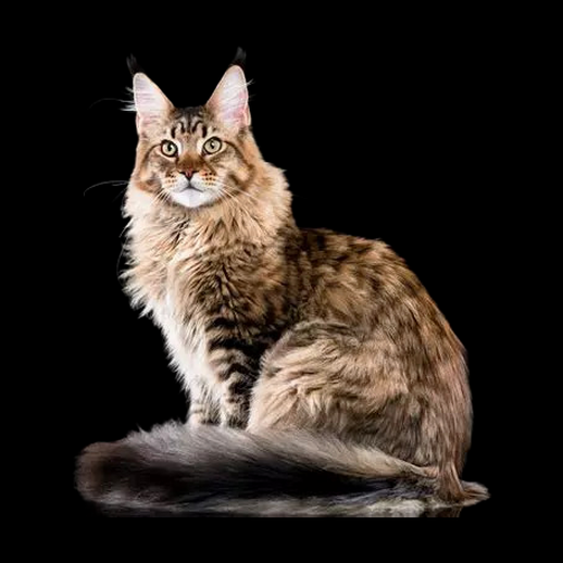 Chat Maine Coon 3D gratuit au pelage tabby - modele 3D gratuit