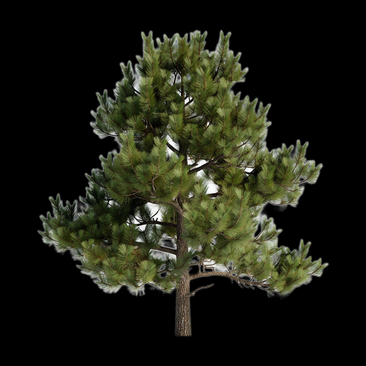 Arbre pin realiste 3D gratuit nature