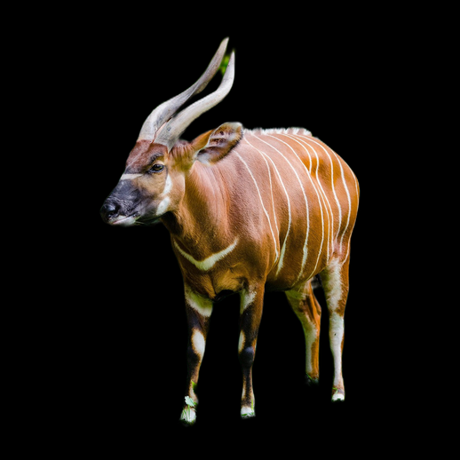 Bongo antilope africaine 3D gratuit réaliste - modele 3D gratuit