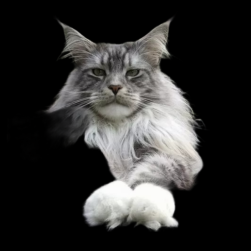 Chat Maine Coon 3D gratuit au pelage gris et blanc
