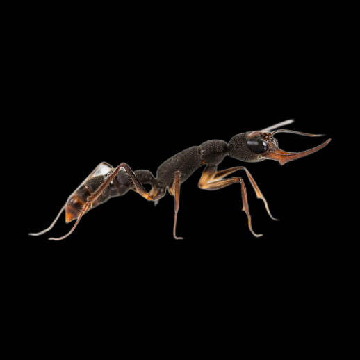 Fourmi realiste insecte 3D gratuit detaille