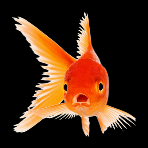Poisson rouge 3D gratuit realiste aquarium