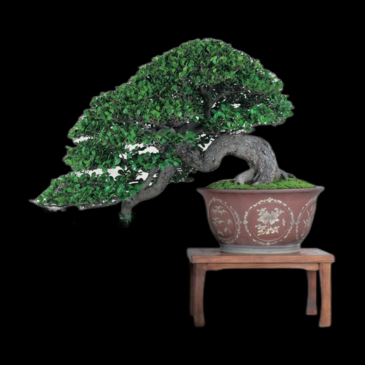 Bonsaï japonais 3D gratuit en pot traditionnel - modele 3D gratuit