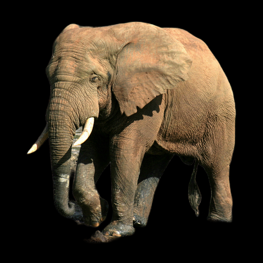 Éléphant d'Afrique 3D gratuit réaliste avec défenses
