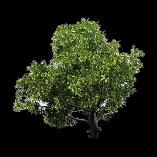 Asset 3D Arbre Feuillu Stylisé