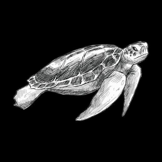 Tortue marine 3D gratuit style dessin realiste