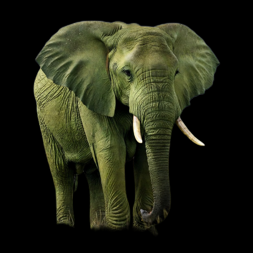 Éléphant Africain Modèle 3D Détail