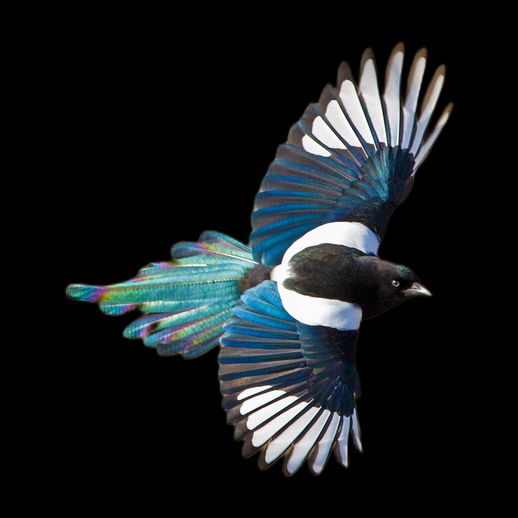 Oiseau pie volant 3D gratuit realiste
