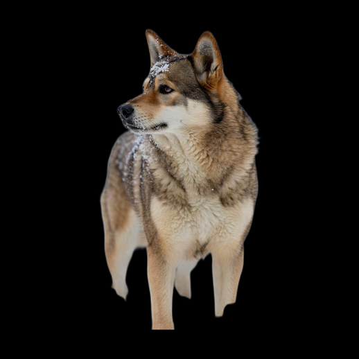 Asset 3D : Chien type loup