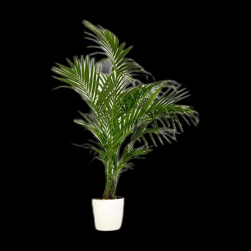 Plante palmier en pot 3D gratuit
