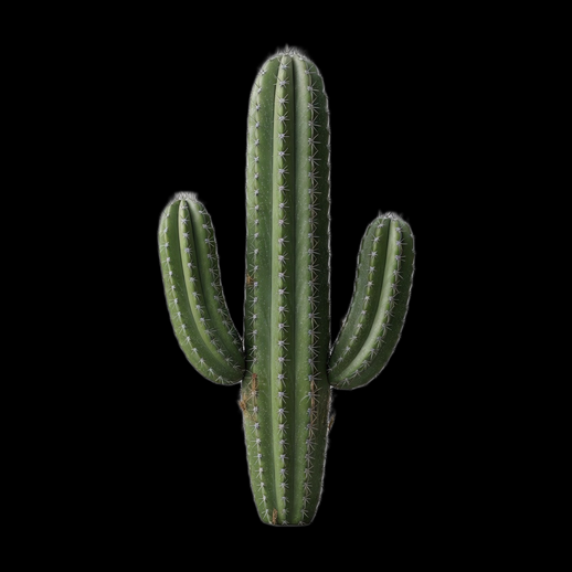Cactus desertique 3D gratuit realiste vert