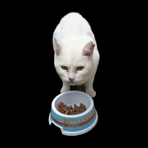 Chat blanc mangeant gamelle modele 3D gratuit