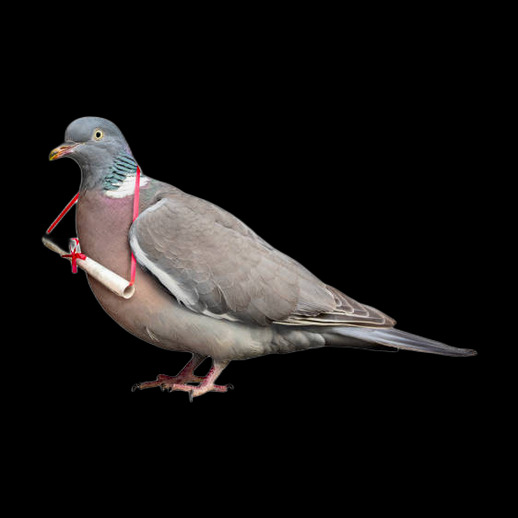 Pigeon voyageur 3D gratuit avec message