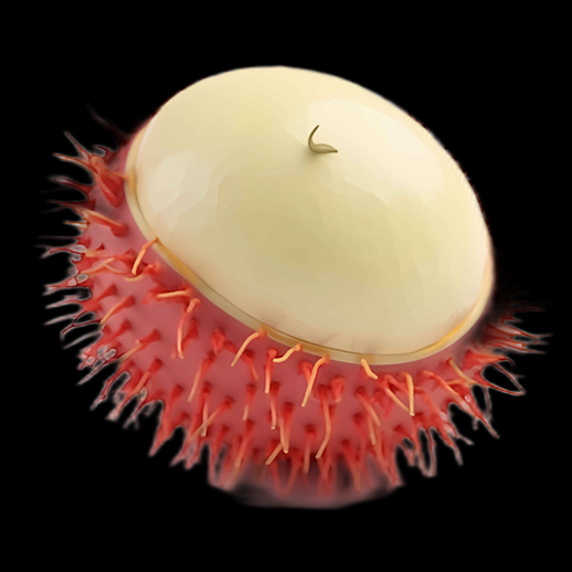 Modèle 3D de Lembotropis nigricans