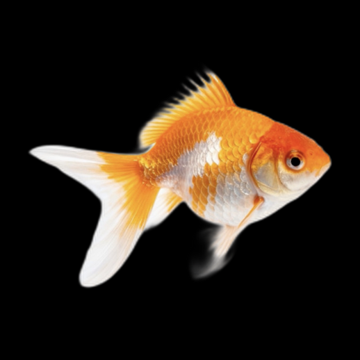 Poisson rouge 3D gratuit realiste detaille