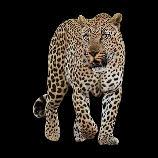 Leopard realiste 3D gratuit animal sauvage
