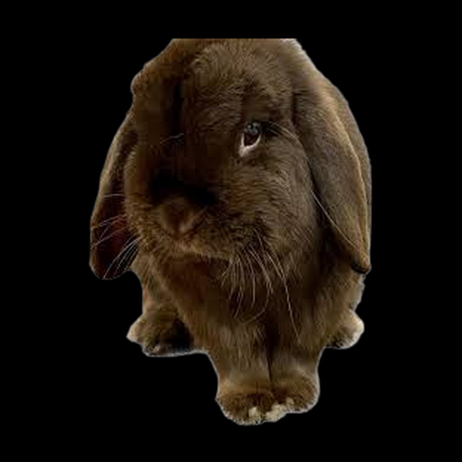 Lapin brun realiste 3D gratuit mignon