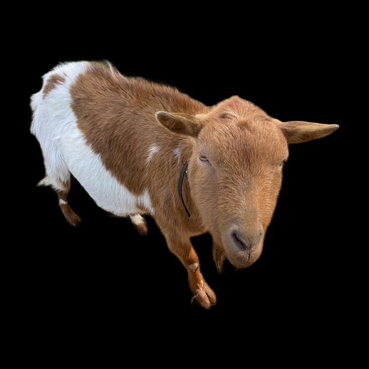 Modele 3D gratuit chevre realiste marron et blanche - modele 3D gratuit