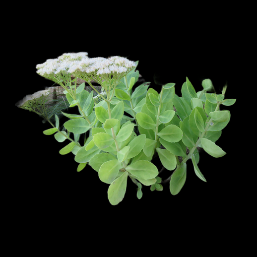 Sédum à fleurs blanches, asset 3D