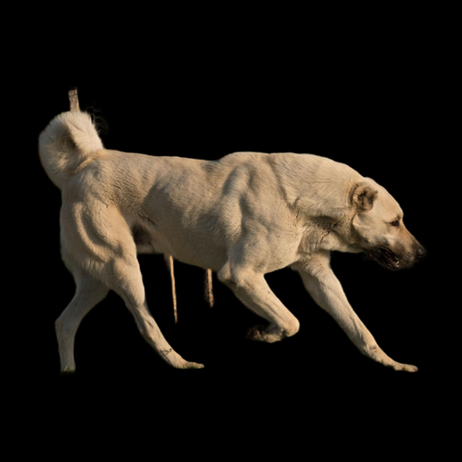 Chien realiste 3D gratuit en marche - modele 3D gratuit