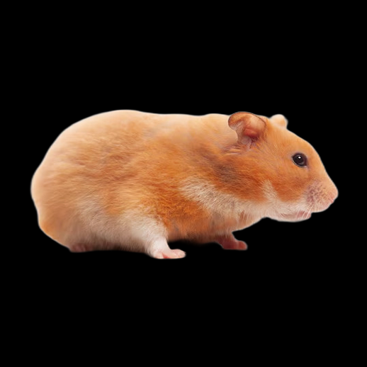 Hamster realiste 3D gratuit animal mignon
