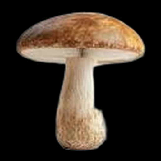 Champignon bolet 3D gratuit realiste nature