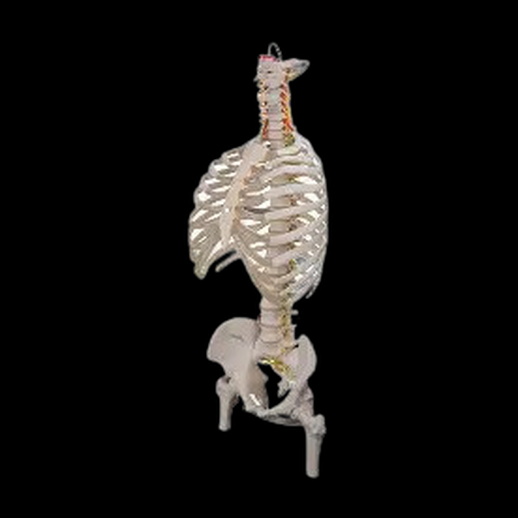 Squelette humain torse 3D gratuit anatomie