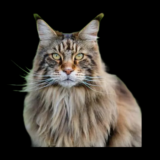 Chat Maine Coon 3D gratuit au pelage marron tabby - modele 3D gratuit