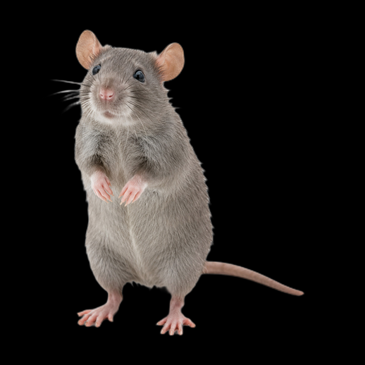 Rat realiste 3D gratuit animal detaille - modele 3D gratuit
