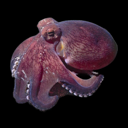 Pieuvre 3D gratuit realiste marine detaillee