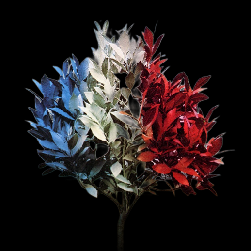 Plante tricolore 3D gratuit style decoratif