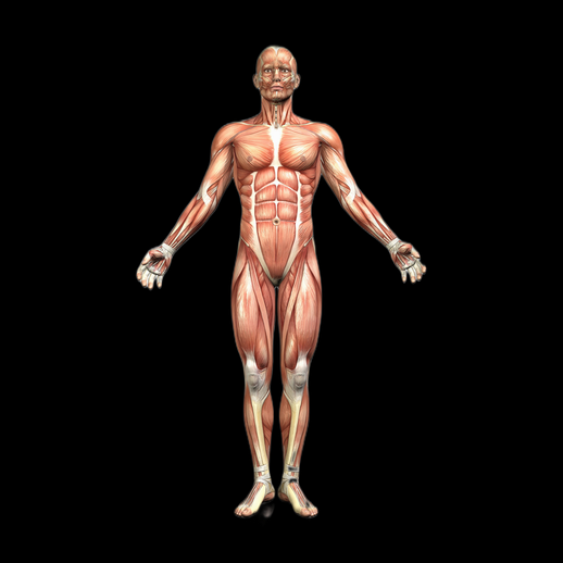 Modele anatomie humaine 3D gratuit musculature detaillee