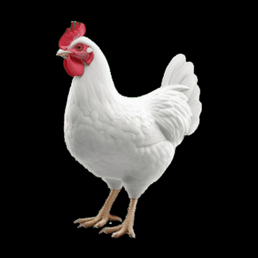 Poule blanche realiste 3D gratuit detaillee